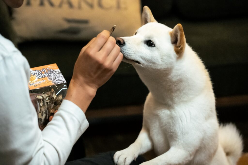 COTON101で伊吹いりこの出汁がらをもらう白柴