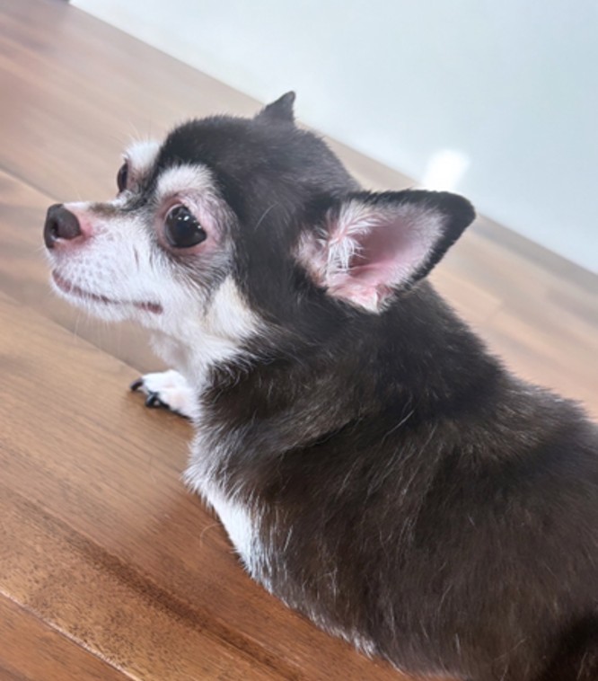 Ua Floorsの床の上でくつろぐ愛犬りっぷちゃん